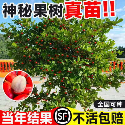 神秘果果树果苗盆栽云南神秘果鲜