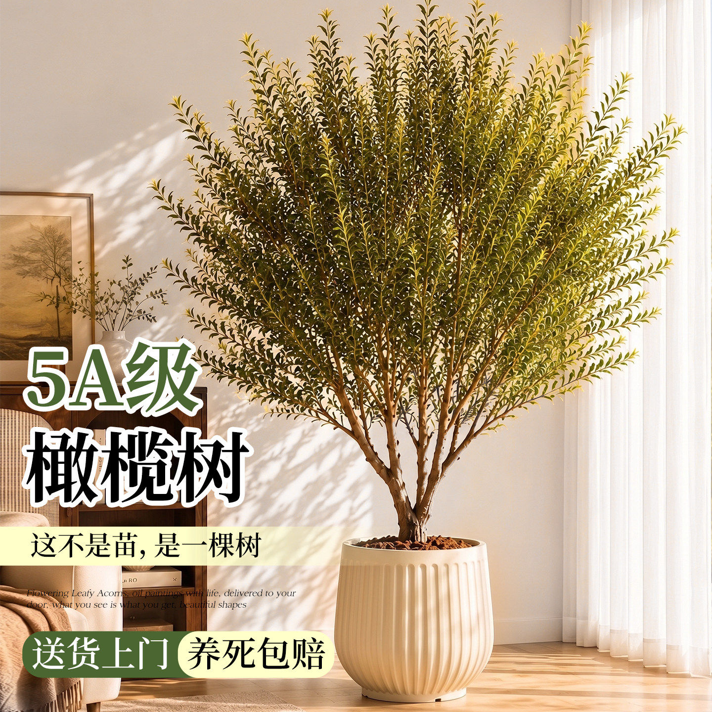油橄榄树盆栽老桩真树苗大型乔迁