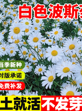 白色格桑花花种籽子波斯菊花籽耐寒易活室外花种籽子四季种花种子