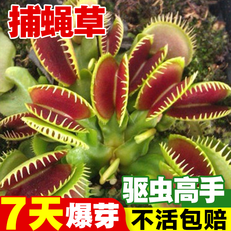 捕蝇草种子食虫草食人花籽驱蚊草