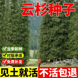 云杉种子当年新采云杉树种子云杉籽一级新种颗粒饱满出苗率高松树