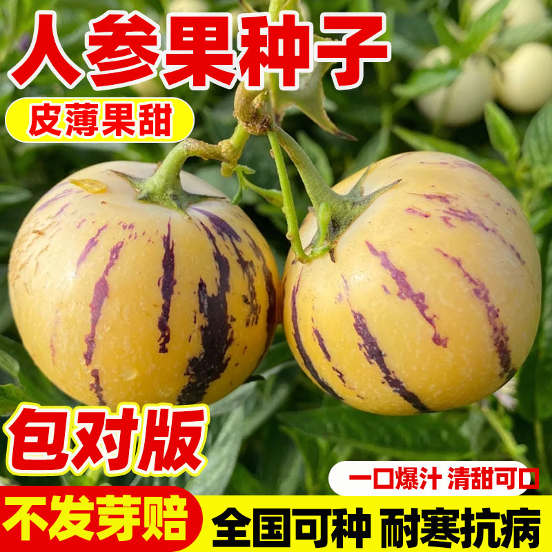 正宗人参果种子农科院农家蔬菜种图片