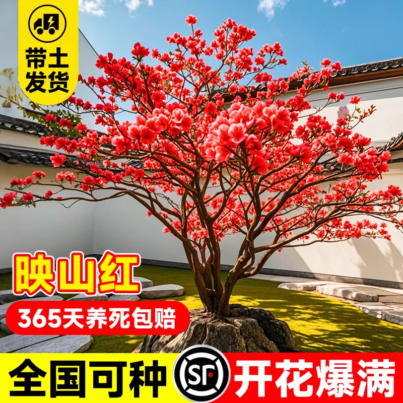 映山红树苗老桩干枝杜鹃花盆栽景四季种植野生耐寒小苗大别山树桩