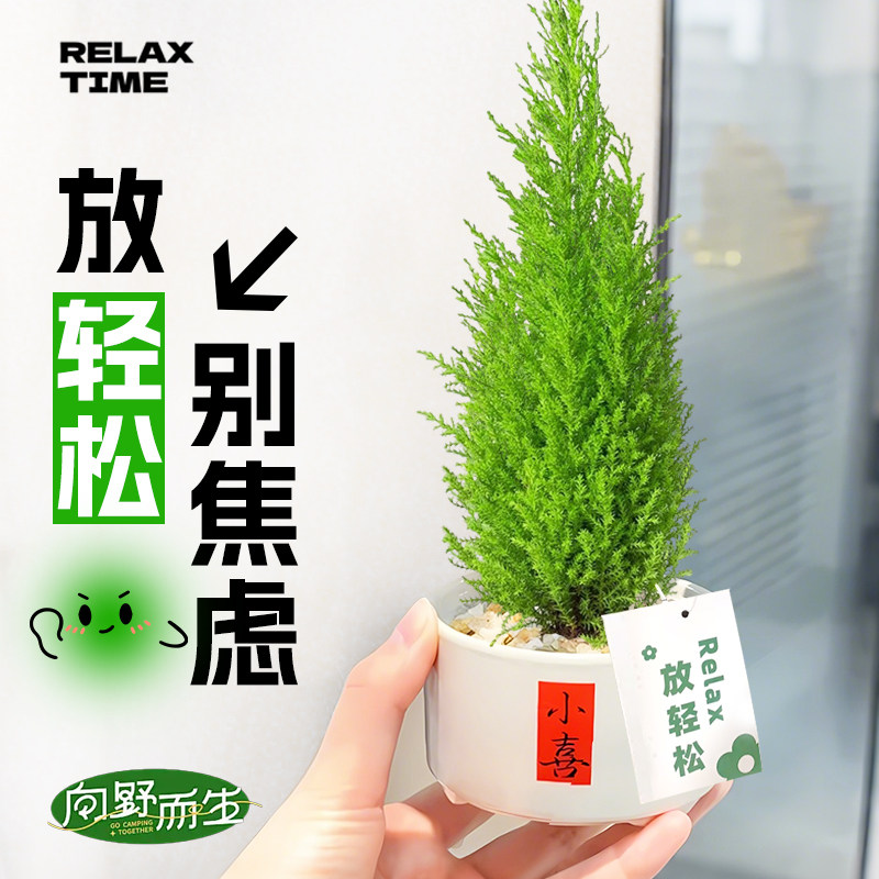 香松盆栽放轻松绿植香冠柏桌面绿图片