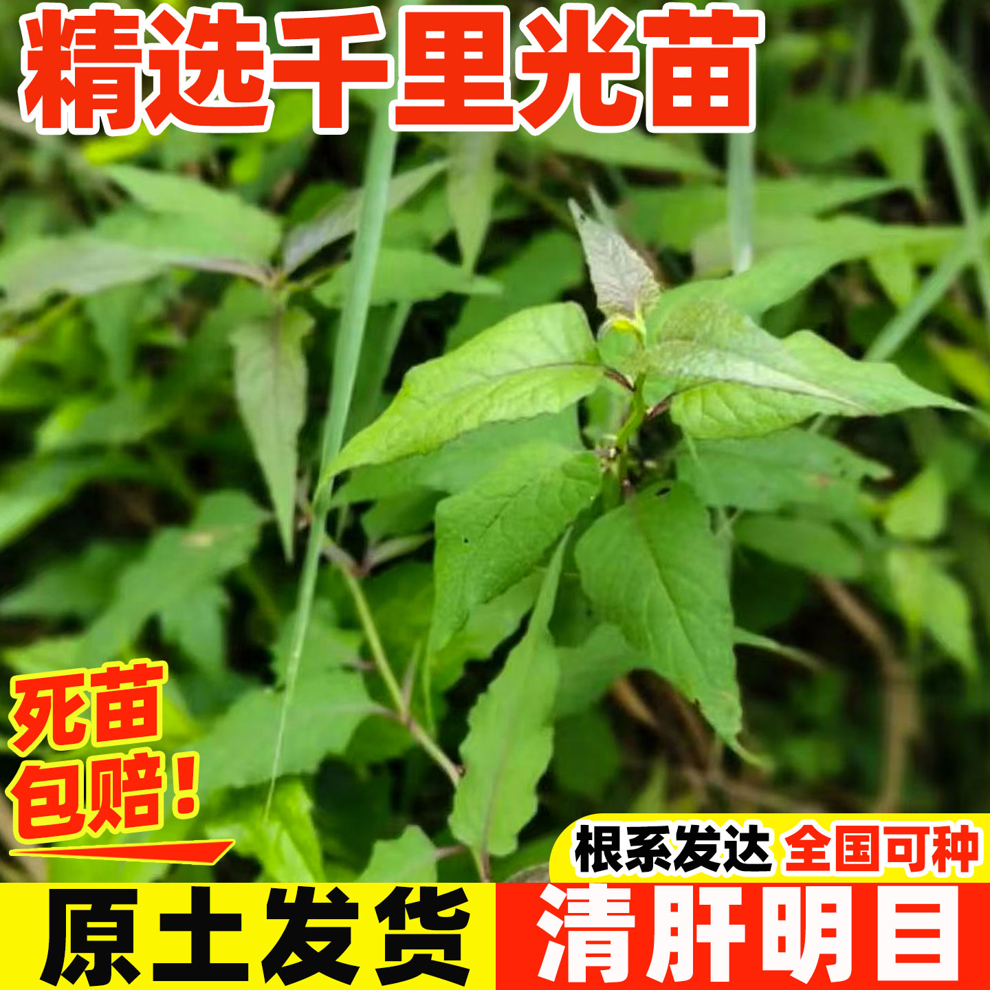 正宗千里光中草药苗庭院阳台种植盆栽地栽清热解毒中草药带土发货