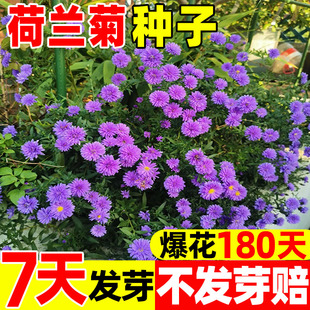 荷兰菊花种子重瓣紫苑翠菊乒乓菊阳台庭院盆栽花种籽小卡罗拉大苗