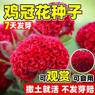 鸡冠花种子室内外凤尾羽状易种盆栽植物四季播种开花阳台庭院花籽