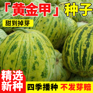 黄金甲甜瓜种子超甜花皮香瓜种籽薄皮肉厚高糖八里香抗病高产瓜苗