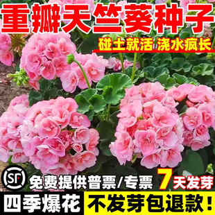 重瓣天竺葵种子四季开花阳台庭院盆栽多年生花种籽大花洋绣球花苗
