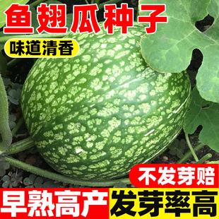 鱼翅瓜种子孑四季早熟高产易活丰产硬花皮黑籽南瓜粉丝瓜米线种籽