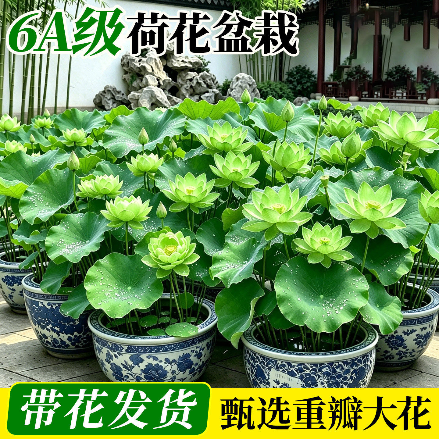 绿色荷花盆栽水养带花苞重瓣观赏