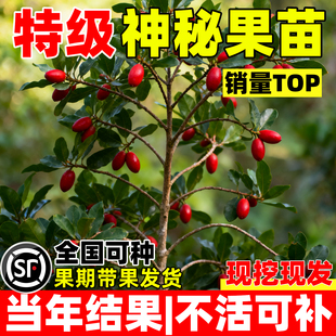 神秘果树苗果正宗神秘果苗盆栽地栽酸变甜庭院室外南北方四季种植