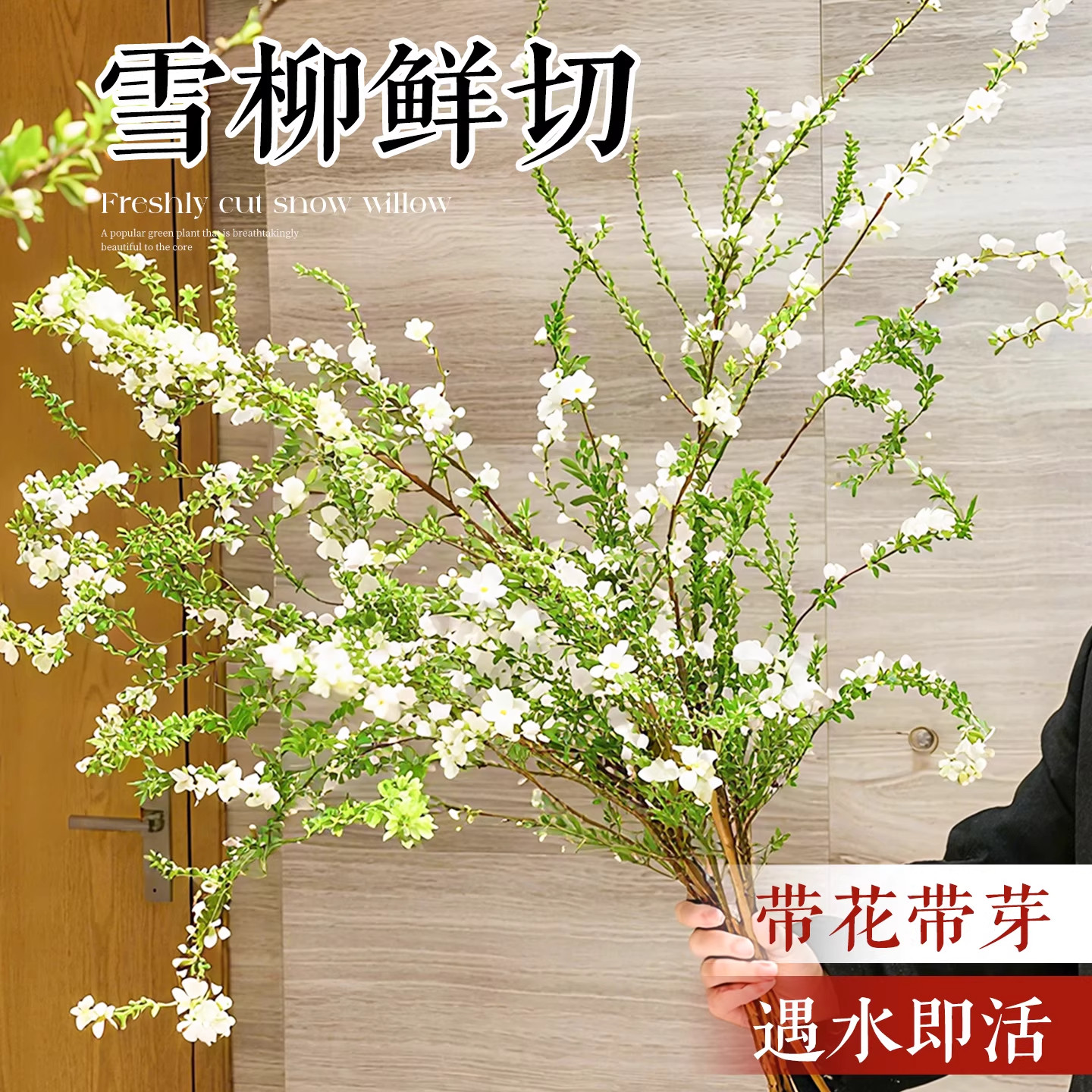 雪柳鲜枝带花苞水养干枝客厅水培植物龙柳鲜花卉插花绿植枝条好养