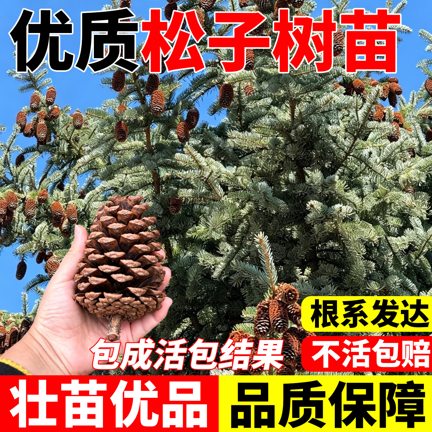 松子树苗手剥松籽树苗南方北方种