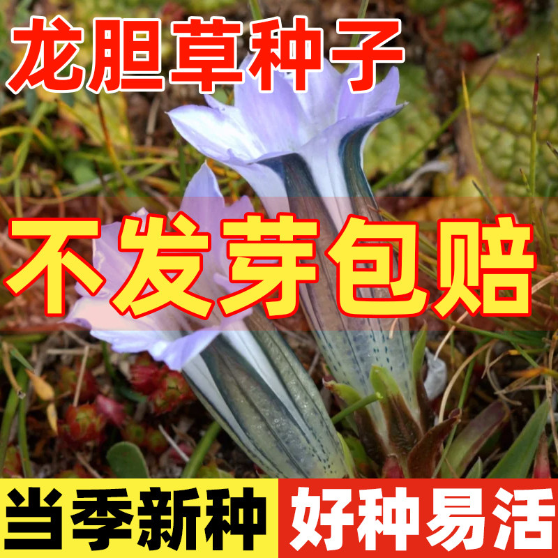龙胆草种子中药材种籽四季种植易活地胆头磨地胆鹿耳草三花龙胆苗
