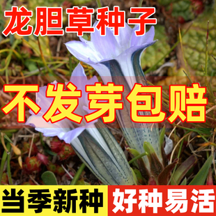 龙胆草种子中药材种籽四季种植易活地胆头磨地胆鹿耳草三花龙胆苗