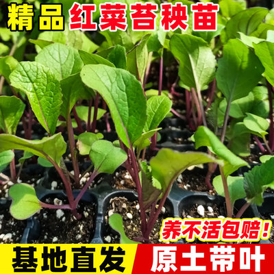 红菜苔苗秧苗耐寒速生老品种