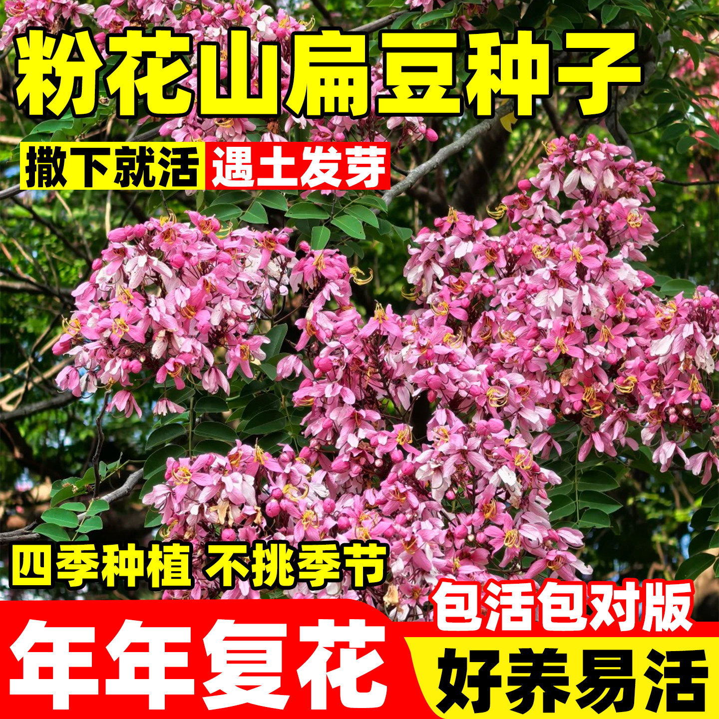 粉花山扁豆种子红花腊肠树黄花旗木树种籽庭院室外泰国樱花树种孑