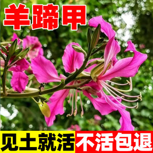 羊蹄甲种子红花洋蹄甲香港洋大花紫荆玲甲花园林庭园观赏药用种籽