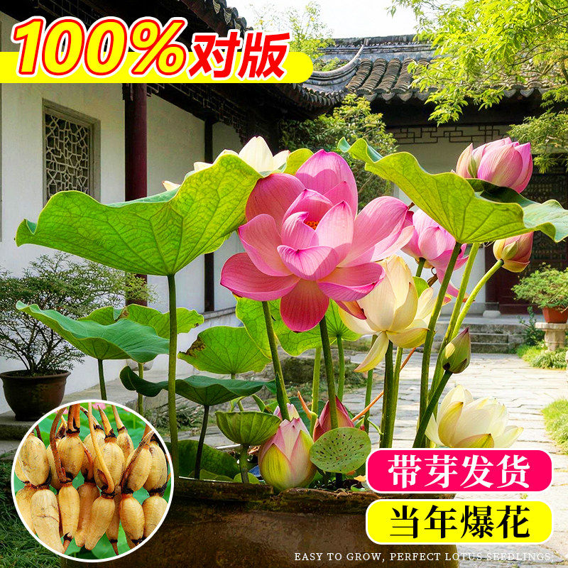 水培荷花藕种藕苗种子庭院大型观赏莲花植物盆栽池塘好养水养碗莲