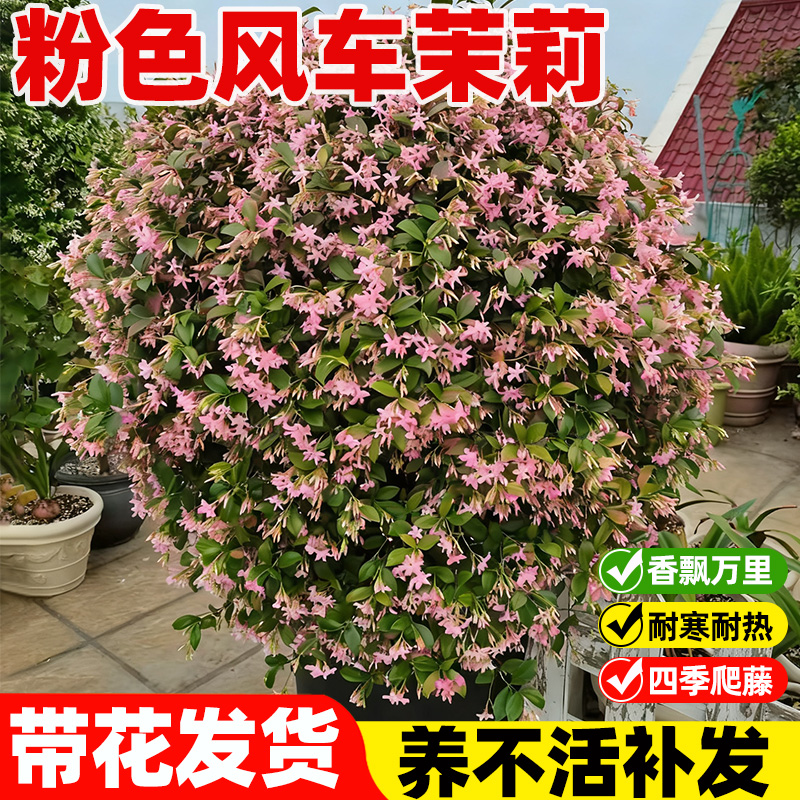 粉色风车茉莉特大苗爬藤植物棒棒糖老桩庭院阳台盆栽耐寒好养花卉