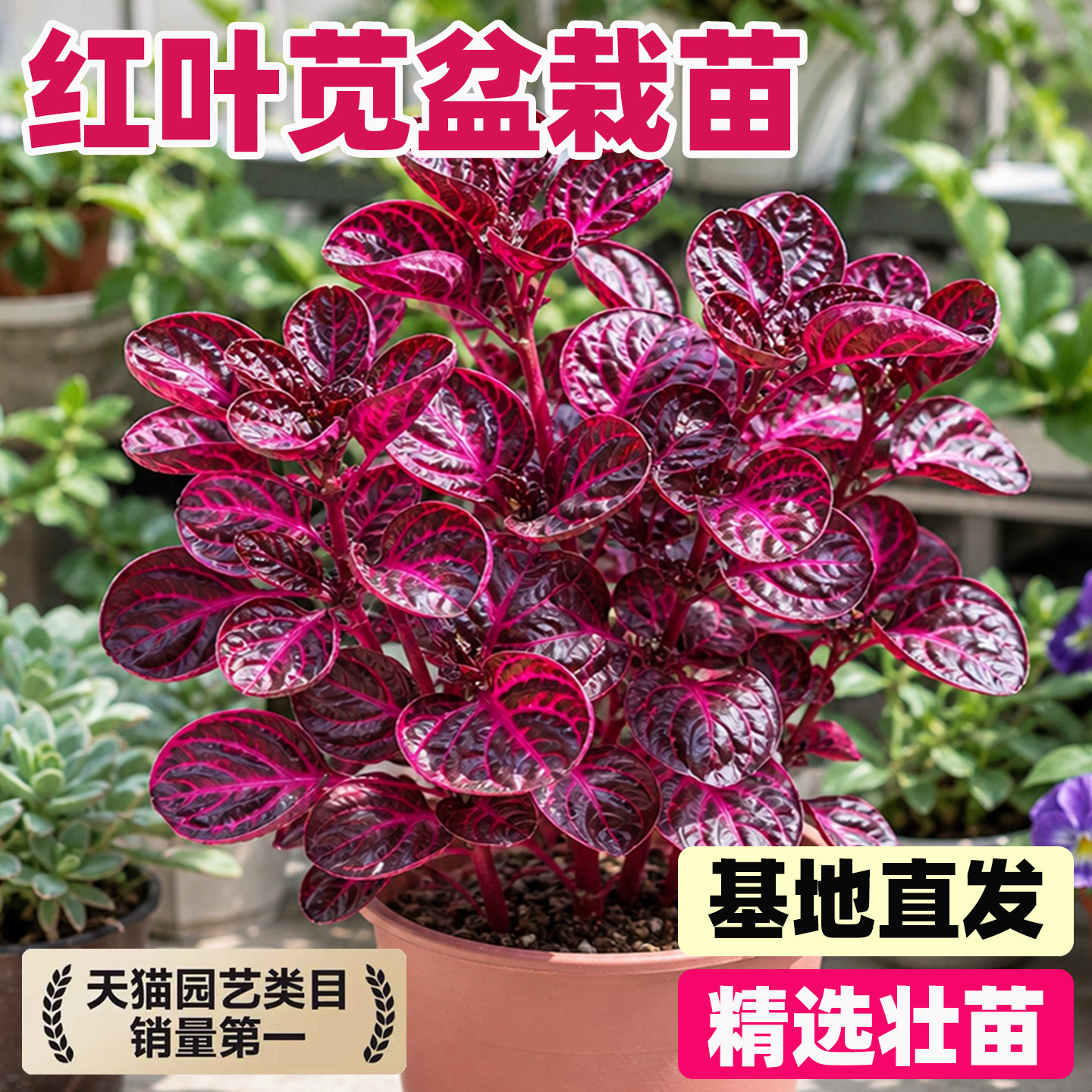 中国红红叶血洋苋觅盆栽苗庭院阳台庭院花镜园林四季常绿草本植物