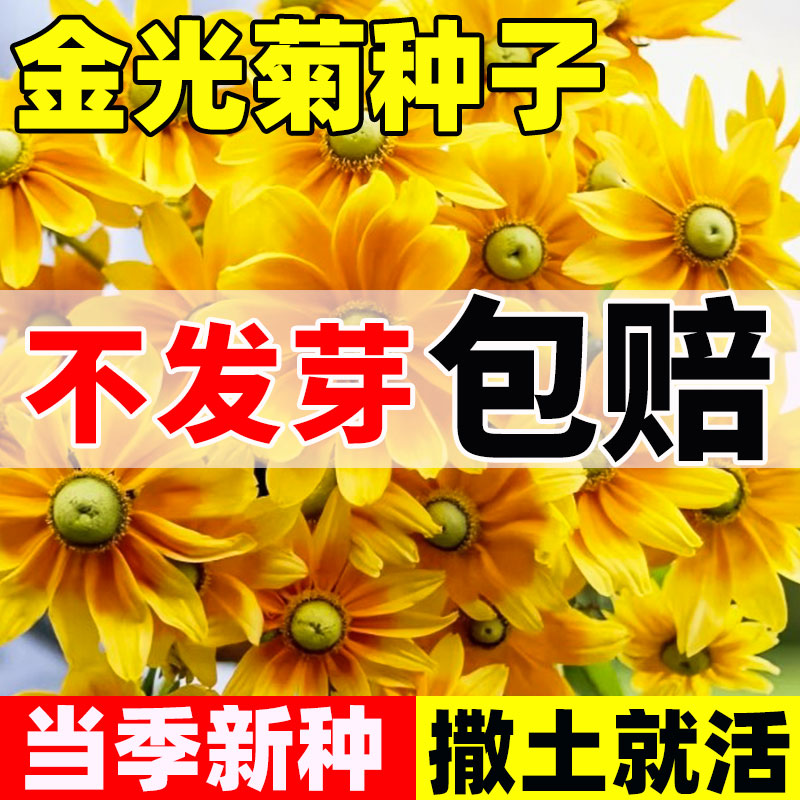 金光菊种子阳台庭院室外盆图片