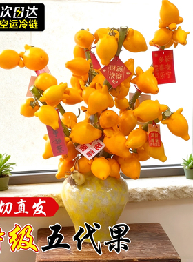 五代果鲜切五代同堂黄金果鲜花鲜切枝水培家用插花招财旺宅真花卉