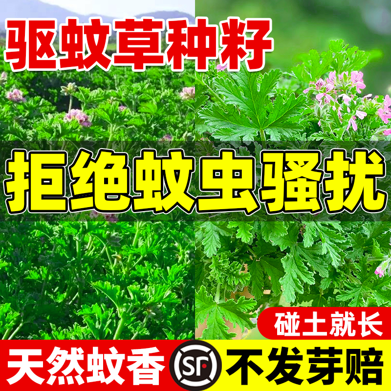驱蚊草种籽四季播种庭院阳台盆栽