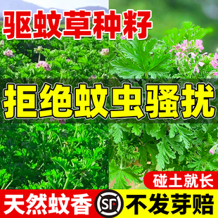 驱蚊草种籽四季播种庭院阳台盆栽花卉草种子夏季驱蚊艾草罗勒种子