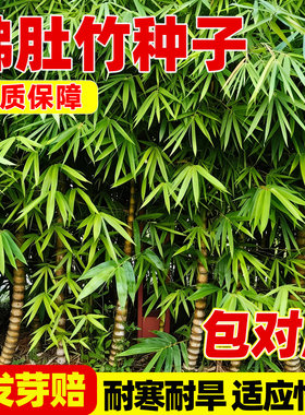 罗汉竹佛肚竹种子四季种植耐旱