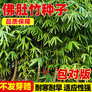 罗汉竹佛肚竹种子四季种植耐旱耐冻黄金竹毛竹盆栽观赏竹种籽大苗