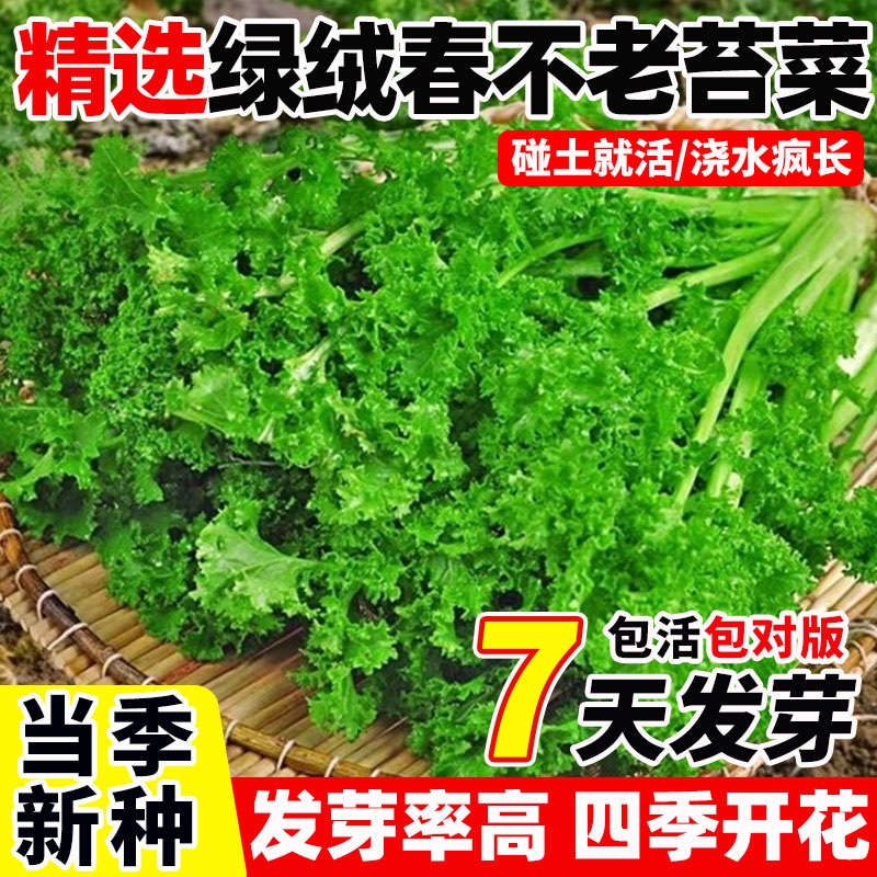 绿绒春不老苔菜种籽菜园大田种植