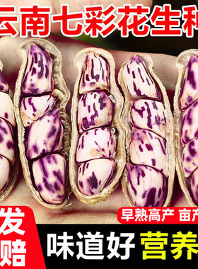 七彩花生种子云南高产孔雀水果花