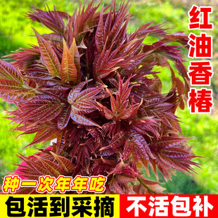 红油香椿树苖正宗矮化食用香春树苗四川春芽南方种植果树果苗盆栽