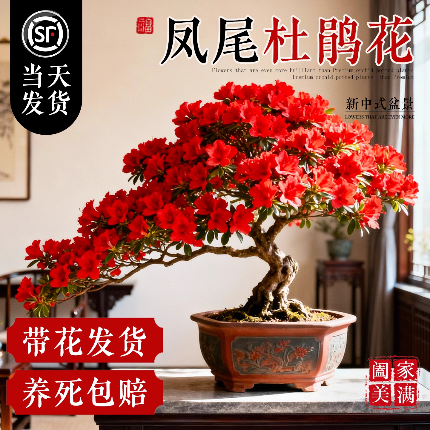 凤尾红杜鹃花盆栽带花苞室内客厅