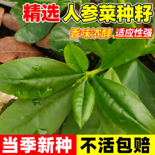人参菜种籽特色保健菜土人参高丽参种子农家菜园庭院大田易活蔬菜