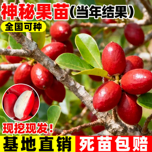 神秘果苗四季盆栽当年结果阳台庭院南方种北方种植易成活水果树苗