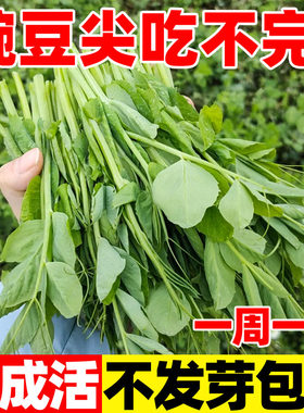 豌豆尖种子四川无须豌豆尖专吃
