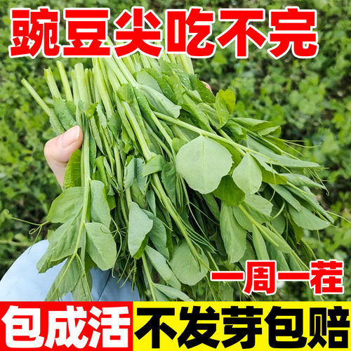 豌豆尖种子四川无须豌豆尖专吃