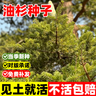 油杉树种子梳子杉种籽四季种植易成活庭院景观园林绿化多年生植物