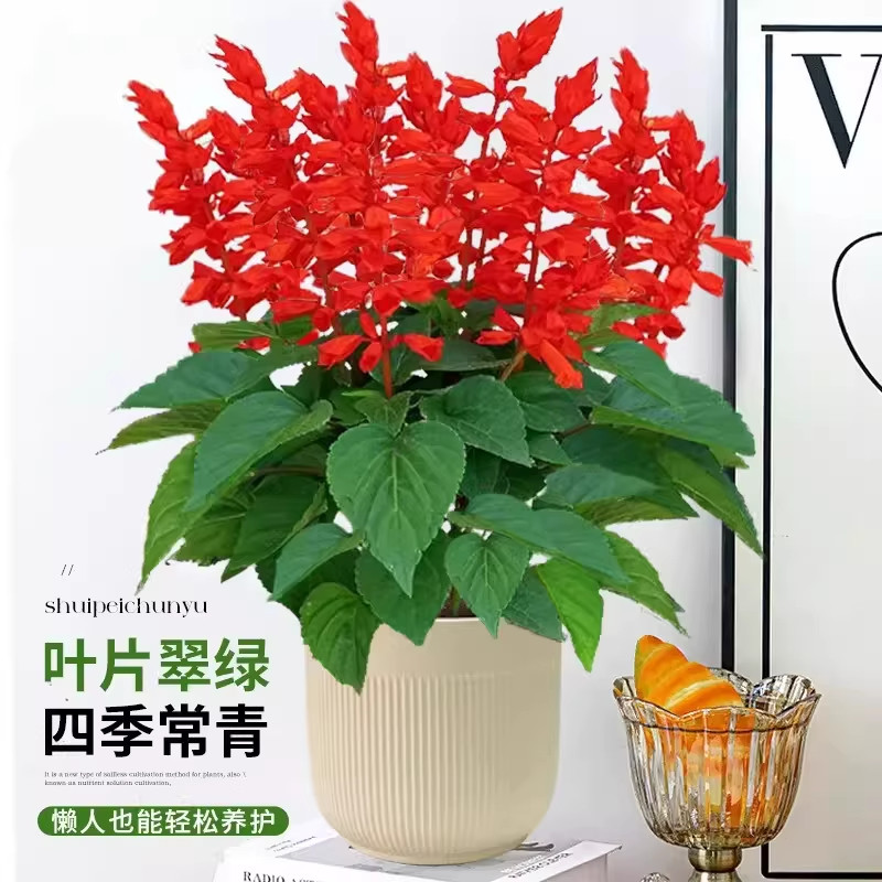 一串红盆栽带花一品红花卉绿植鲜图片