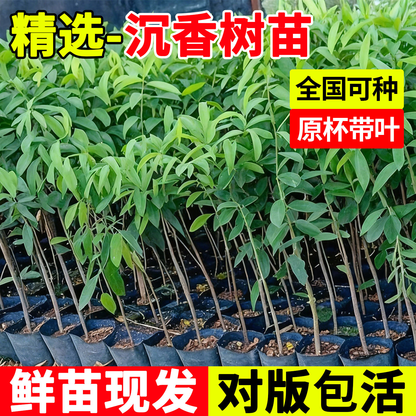 正宗奇楠海南沉香树苗金丝楠木小叶紫檀庭院十大名贵树苗嫁接盆栽