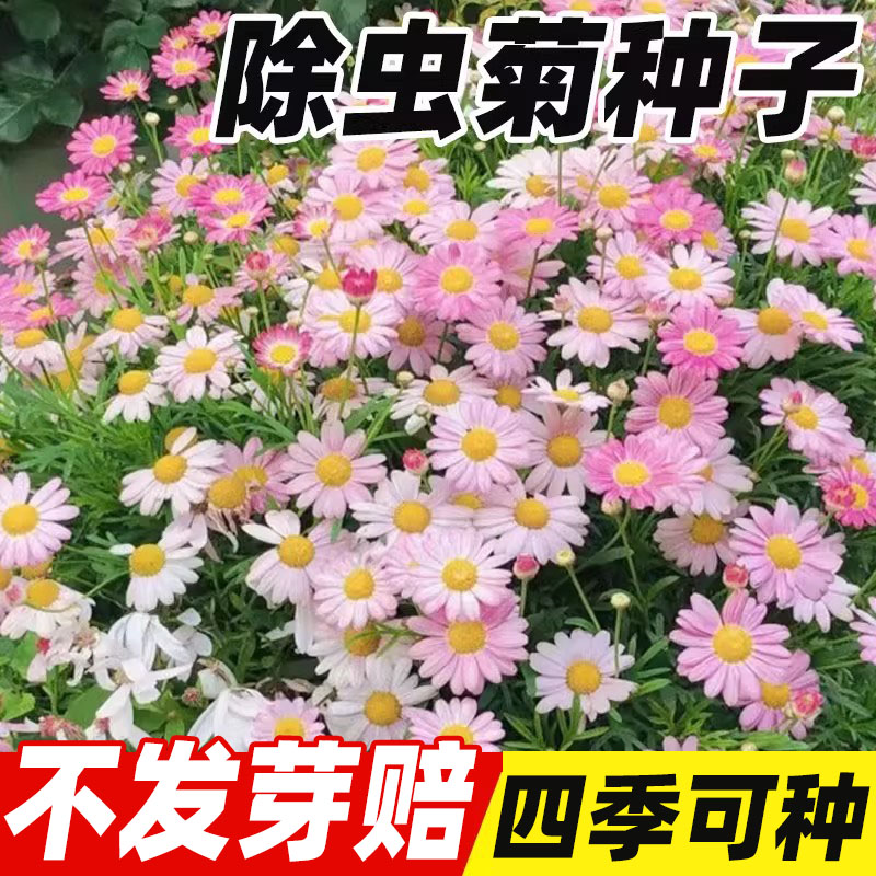 除虫菊花种籽子四季易种植植物薄荷虞美人庭院阳台花卉种子太阳花