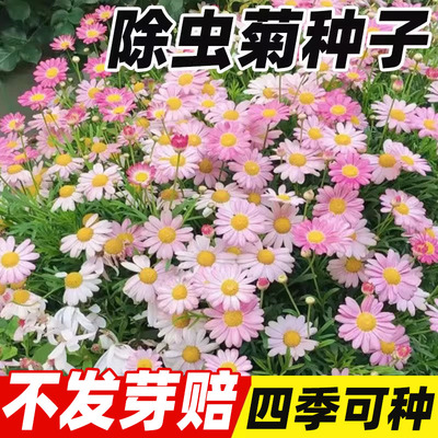 除虫菊花种籽子四季易种植植物薄荷虞美人庭院阳台花卉种子太阳花