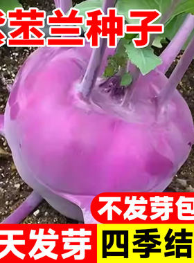 紫苤蓝种子四季高产苤菜种子