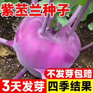 紫苤兰种子青苤蓝种籽四季高产耐寒春秋栽培球茎甘蓝种子蔬菜种子