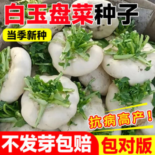 白玉盘菜种籽芥菜种子可腌制大头菜温州盘菜头农家秋冬季蔬菜种孑