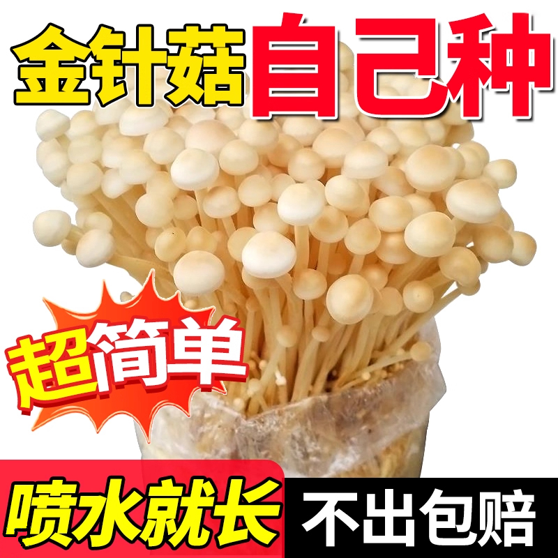 家庭自种蘑菇菌包食用菌棒蘑菇种