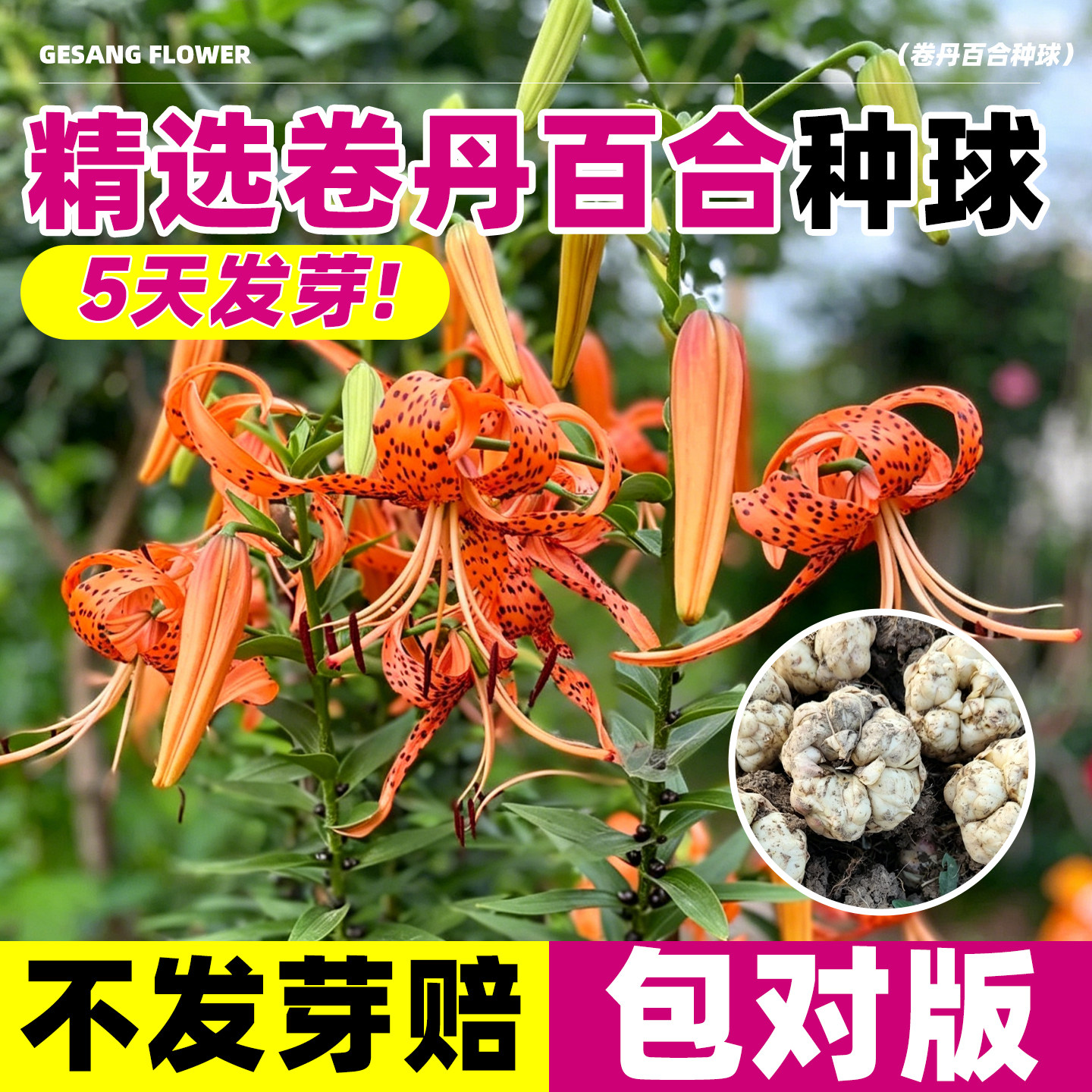 卷丹百合种球大球观花带芽苗东北中草药植物现挖新鲜单头花卉种子